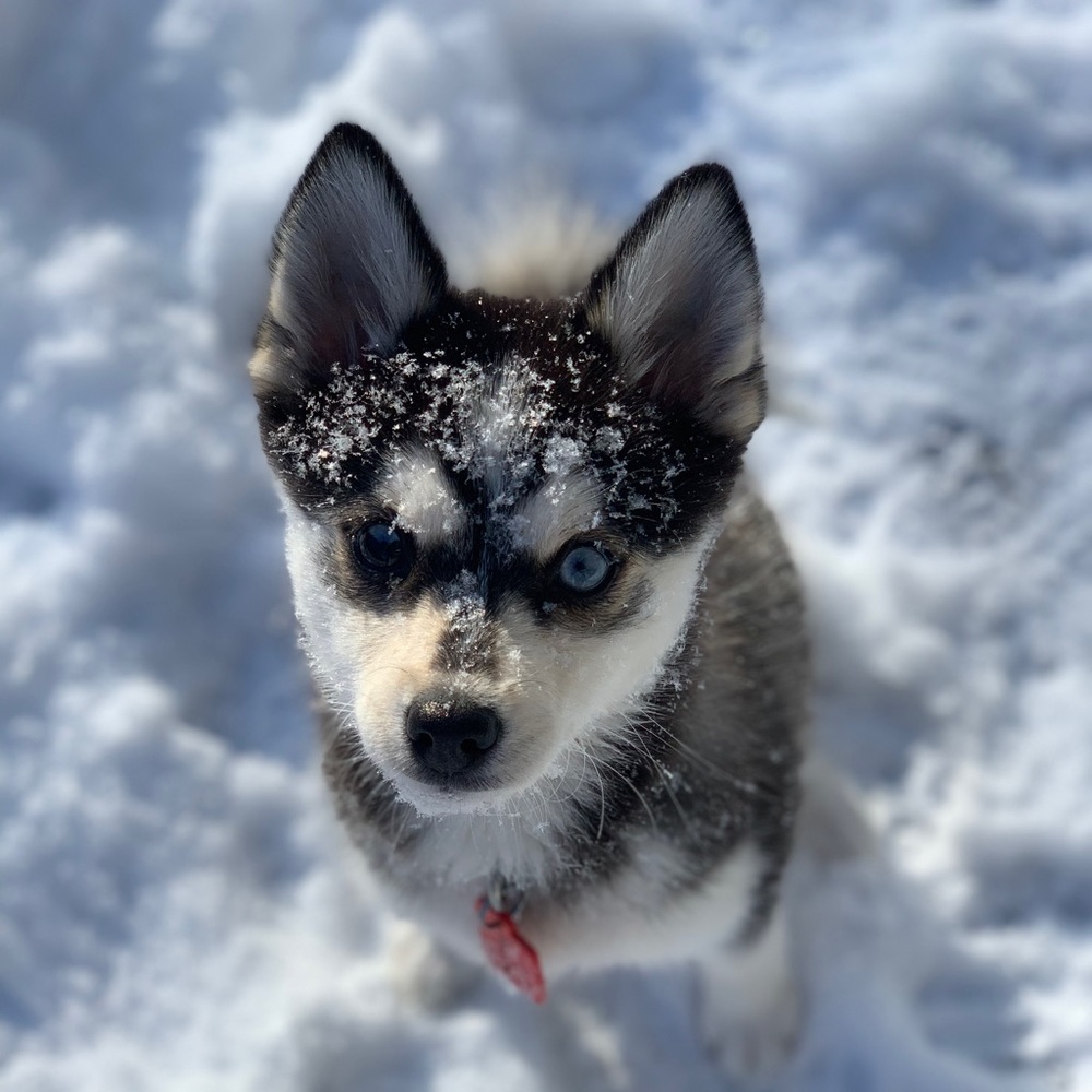 Meet your Posher, Chastidy